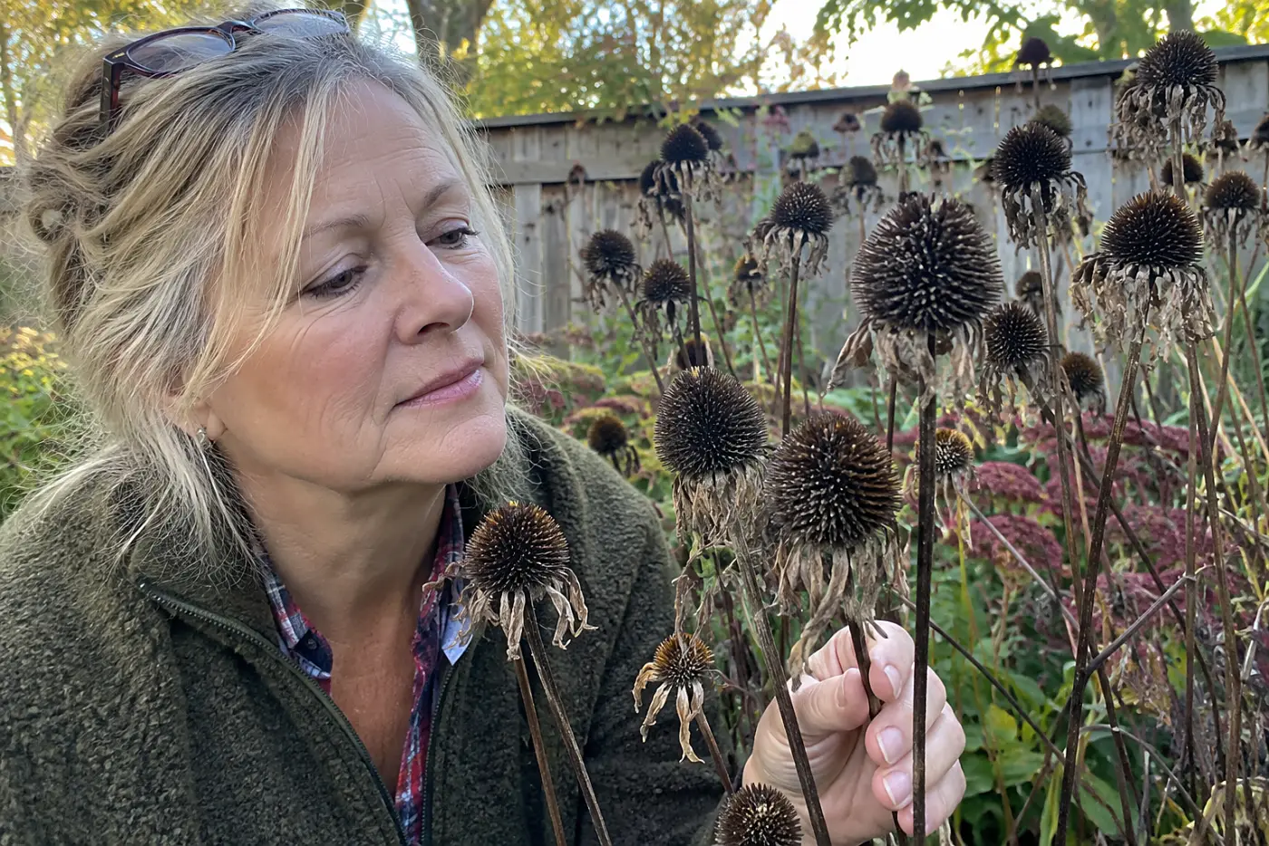 Seed heads above the border stand over autumn flowers in a backyard garden, with a woman over 50 beside them and no visible writing.