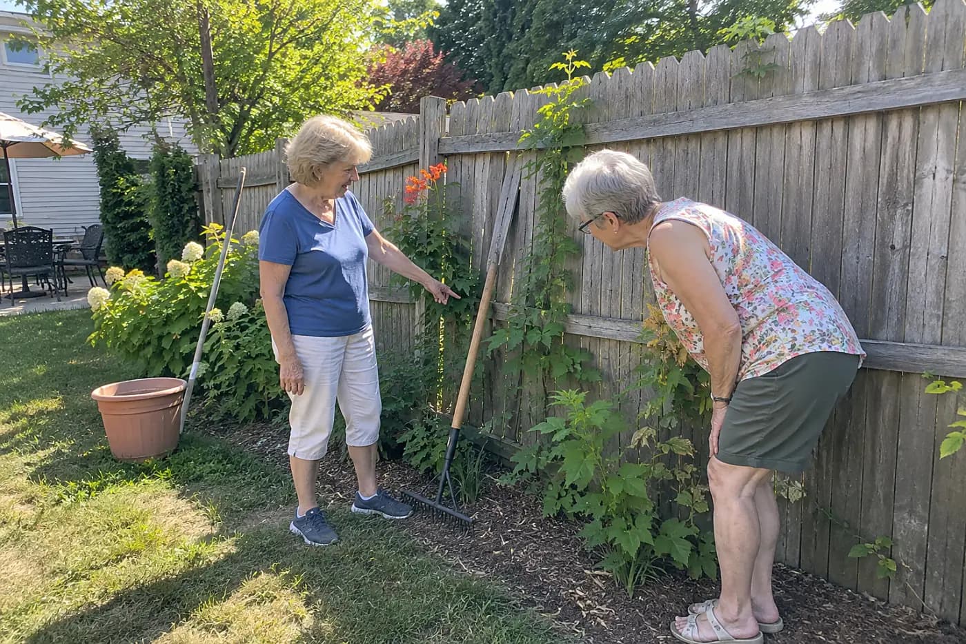 Woman inspecting new trumpet vine shoots beside a backyard fence.