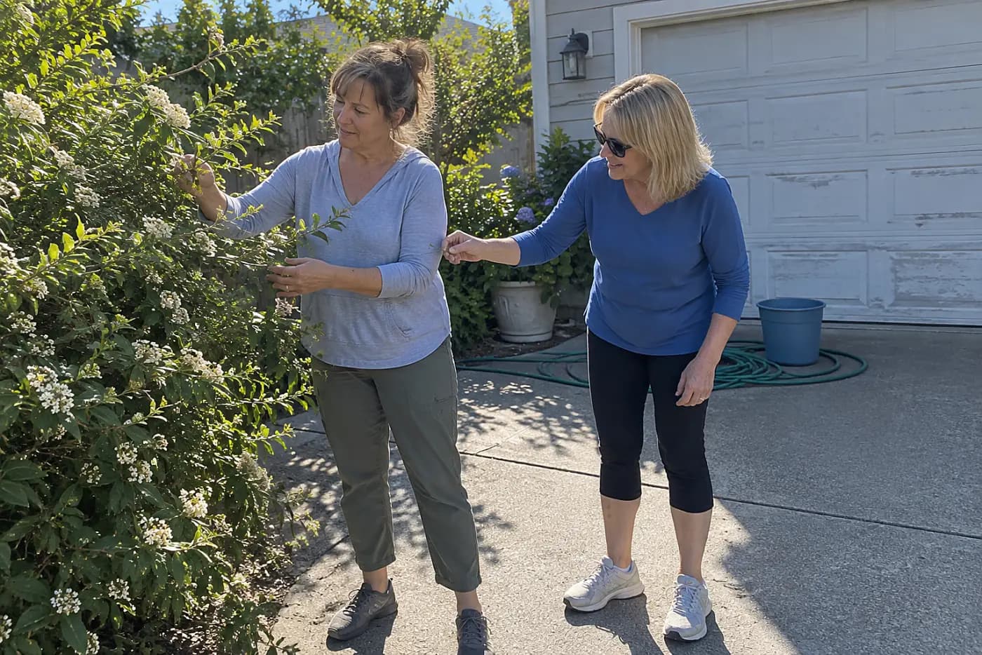 Woman parting shrub branches to inspect a crossing stem beside her driveway.