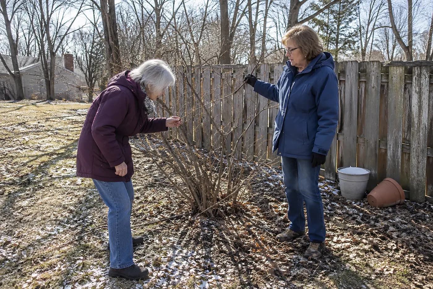 Woman checking bare lilac branches near a backyard fence in winter.
