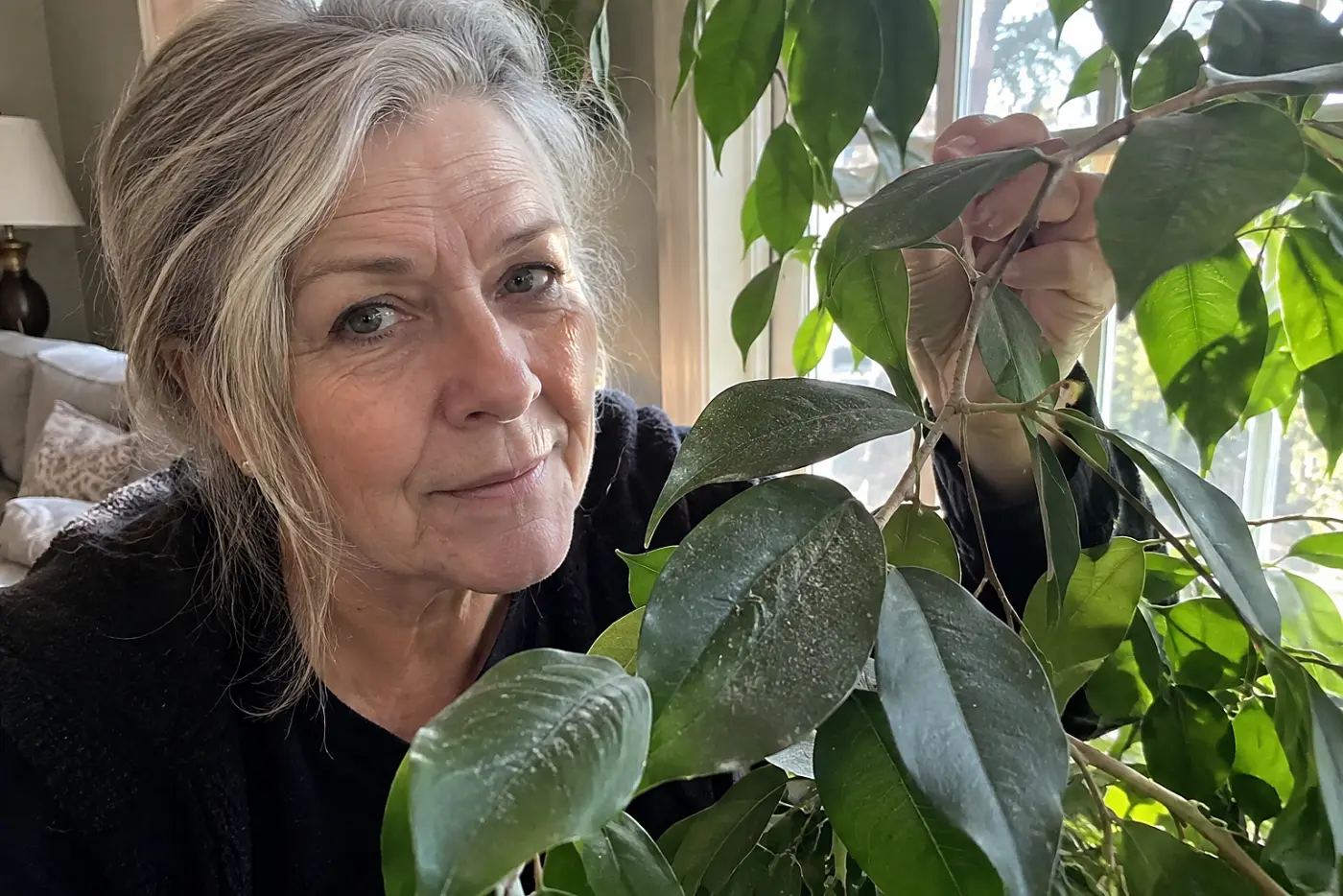 A silk ficus stands in the center of a living-room corner as a woman in her sixties lifts one dusty branch, with no visible writing.