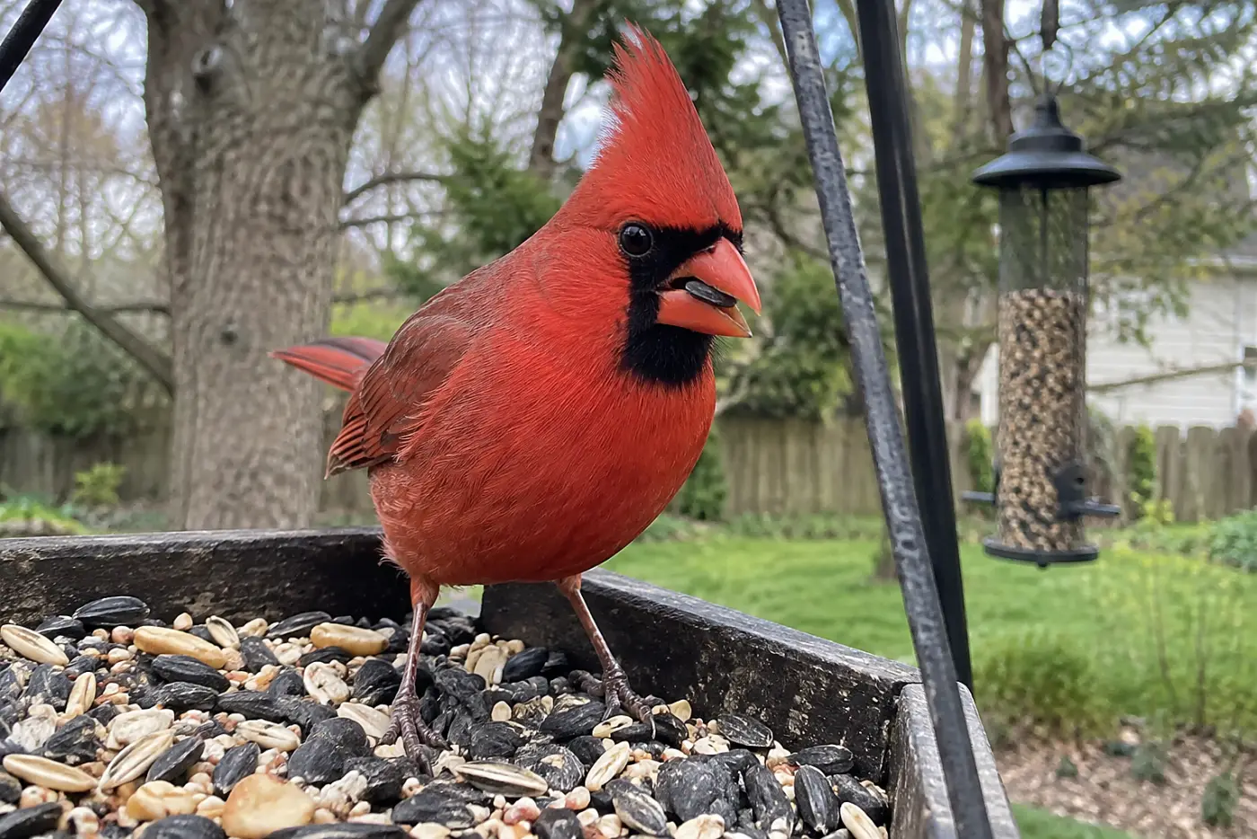 A male northern cardinal stands in the middle of a sturdy seed feeder, with a smaller finch feeder several feet behind it.