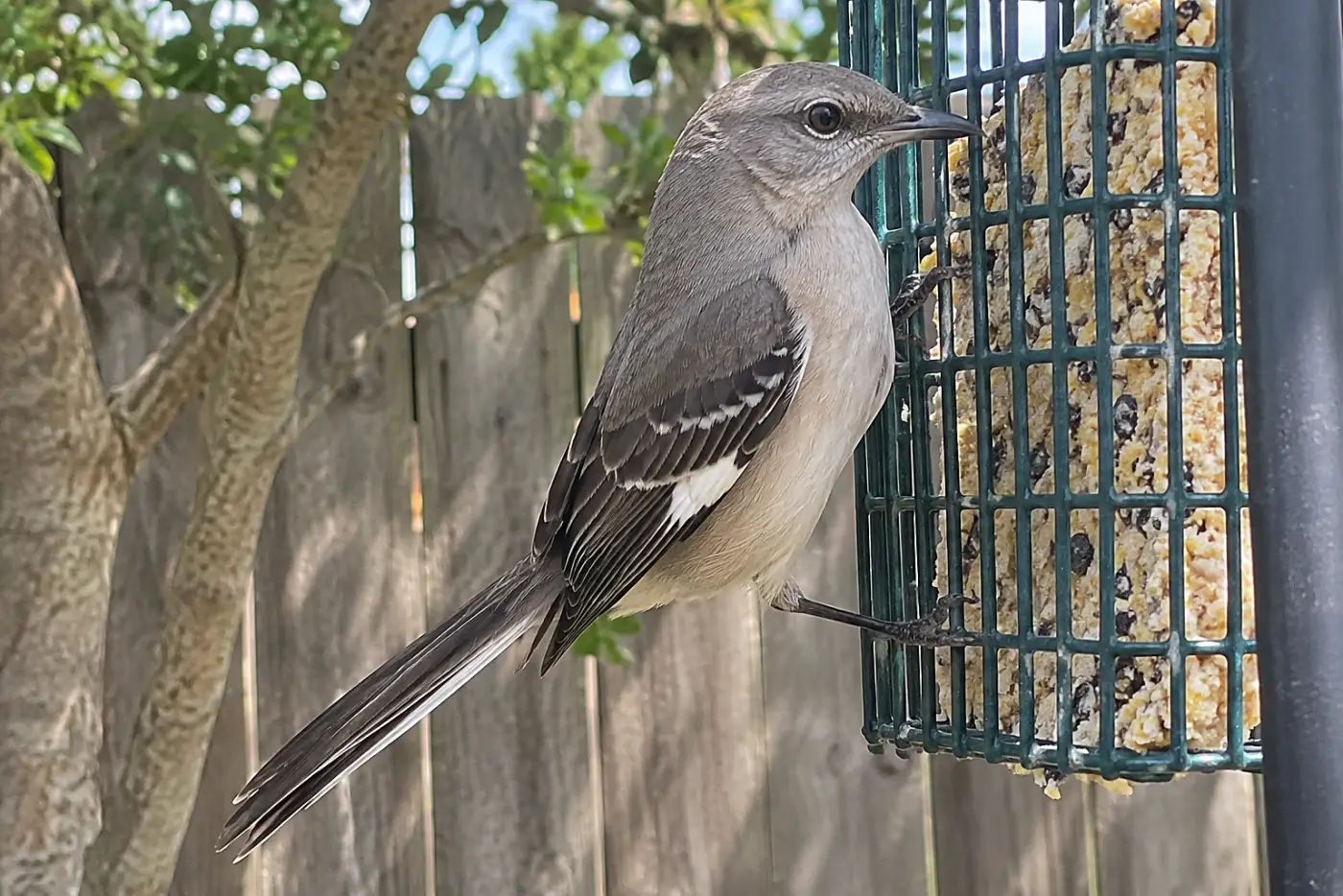 A northern mockingbird perches in the middle of a backyard suet station, with its white wing patches visible as it turns.
