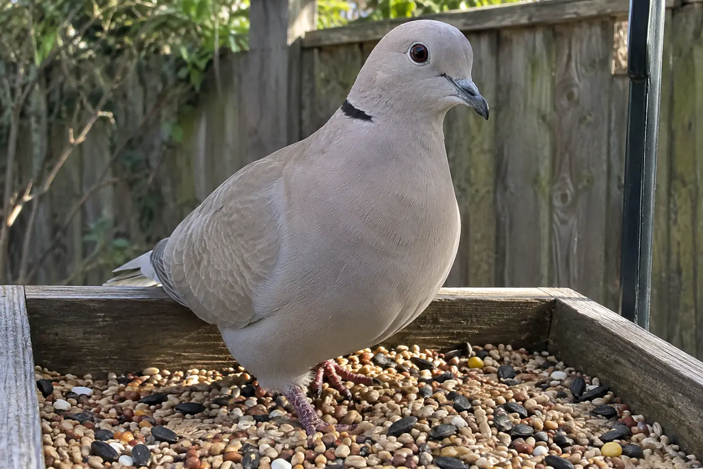 A Eurasian collared-dove stands in the middle of a backyard platform feeder, its narrow black neck collar visible.