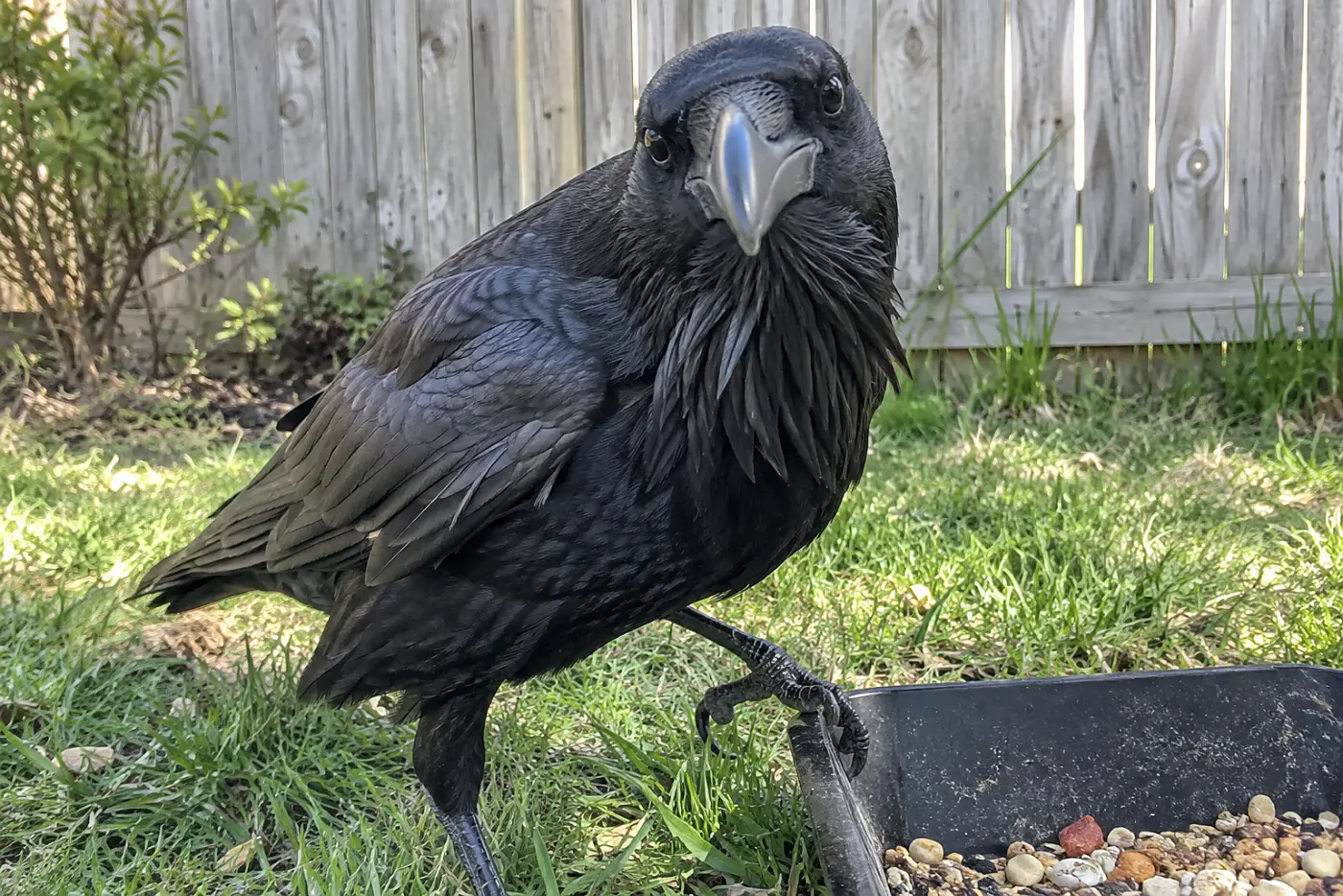 A common raven stands in the middle of a yard beside a low food tray, showing its heavy bill and shaggy throat.