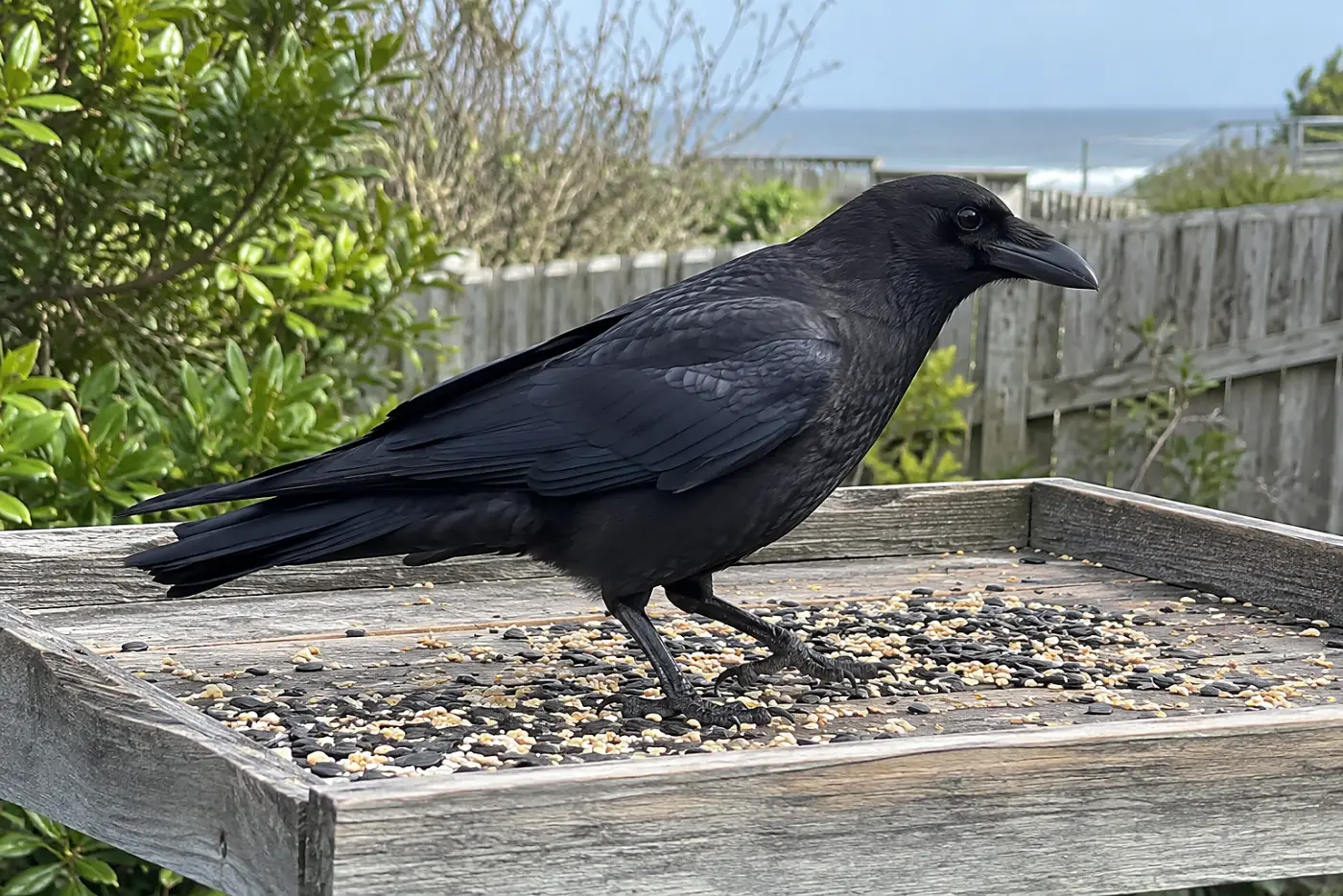 A fish crow stands in the middle of a wide platform feeder in a coastal backyard, its whole body visible.