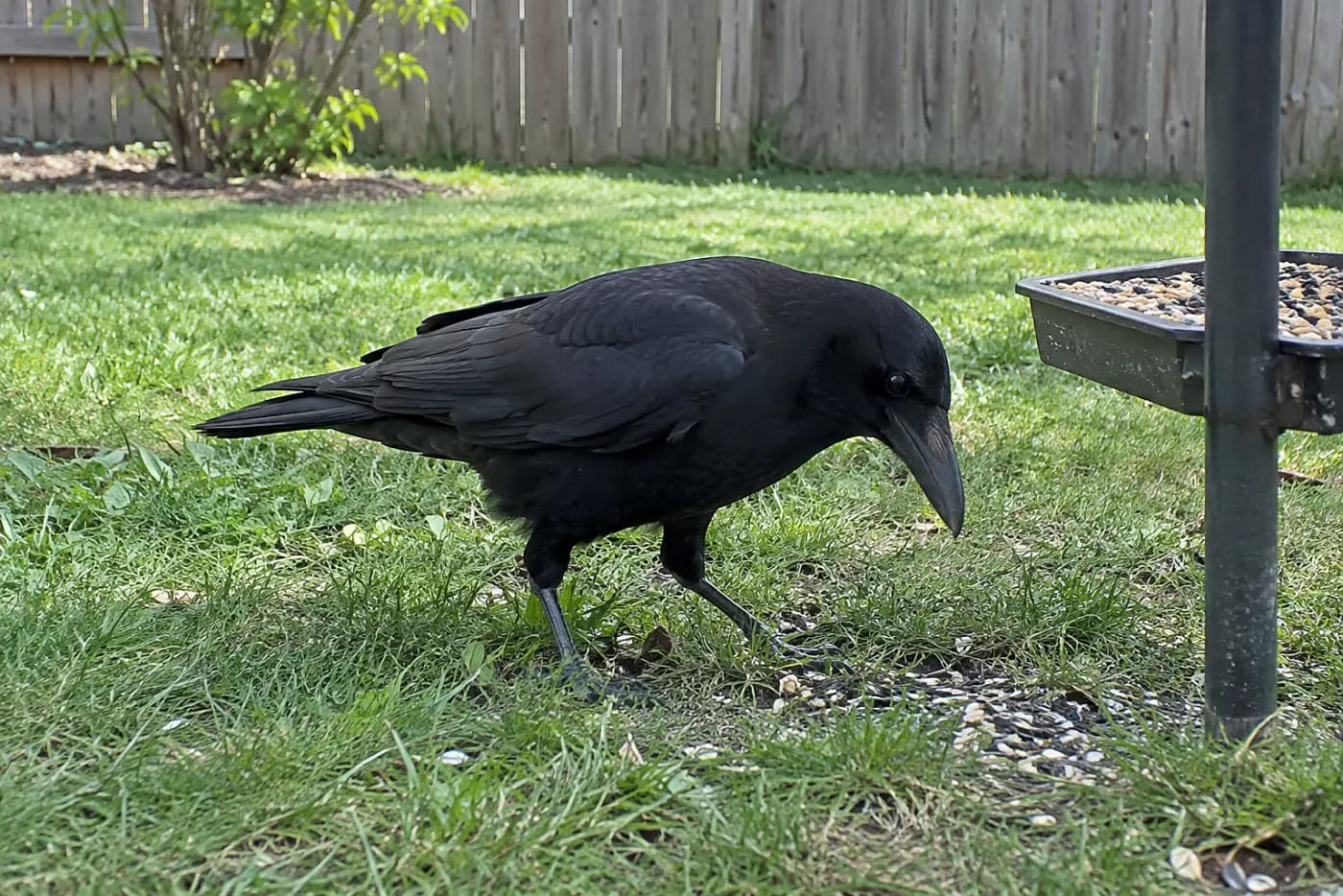 An American crow stands in the middle of a lawn beneath an open feeder, beside scattered seed.