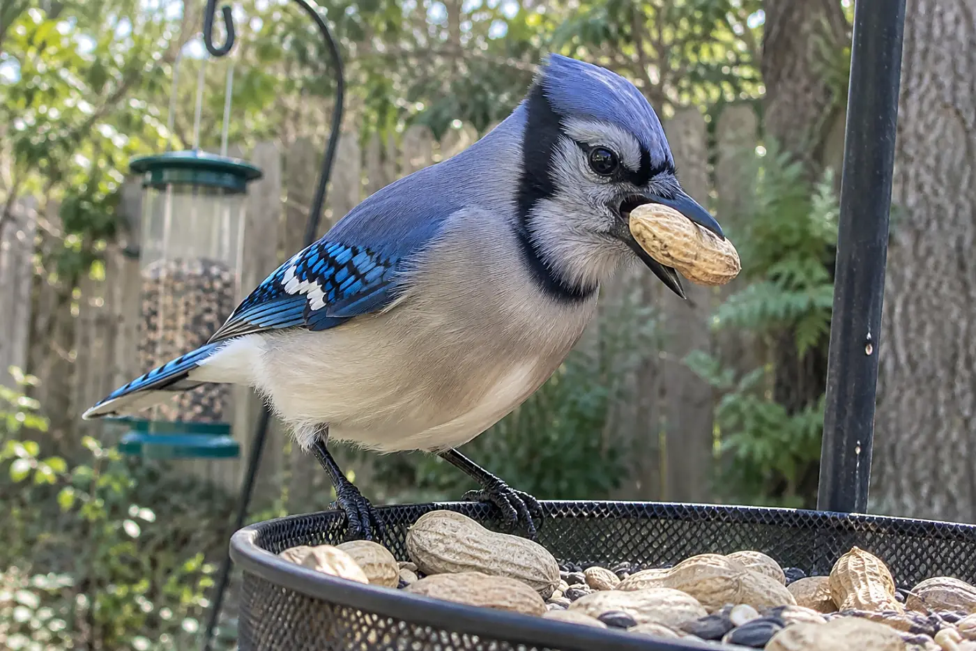 A blue jay holds a peanut in the middle of a backyard feeding station, with a smaller finch feeder visible behind it.