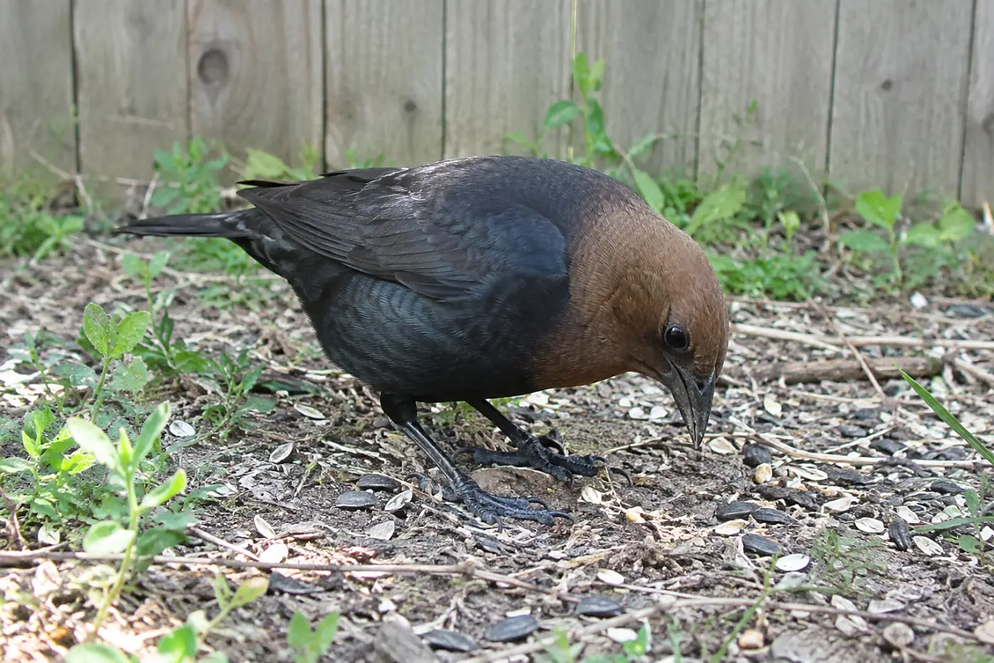 A male brown-headed cowbird pecks in the middle of the ground beneath a feeder, with its brown head distinct against its black body.