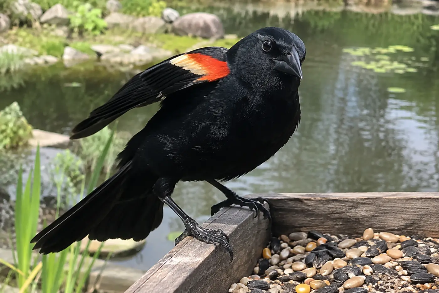 A male red-winged blackbird stands in the middle of a platform feeder near a backyard pond, showing its red shoulder patch.