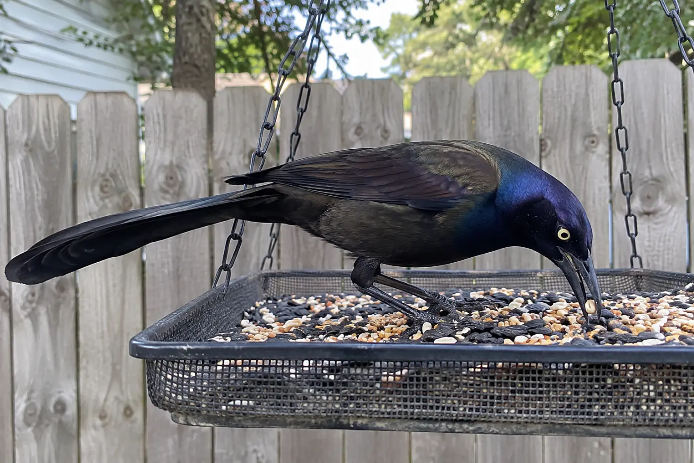 A common grackle stretches across the middle of an open feeder tray, its long tail and glossy head visible.
