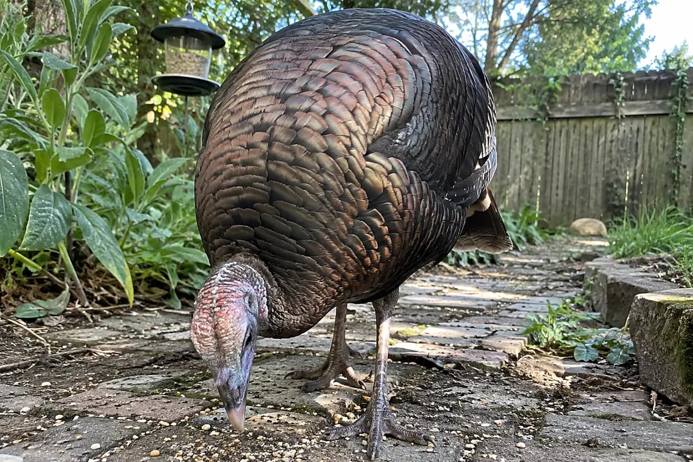 A wild turkey stands in the middle of a garden path beneath a hanging feeder, its broad bronze back filling the frame.