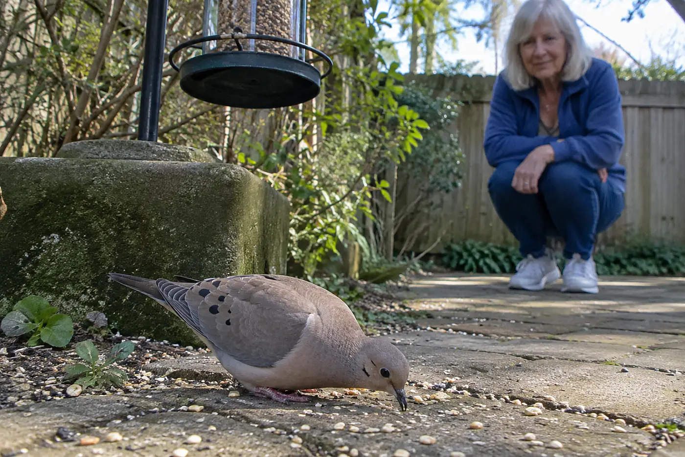 A mourning dove sits in the middle of a backyard path beneath a feeder, with a woman in her sixties standing several steps away.