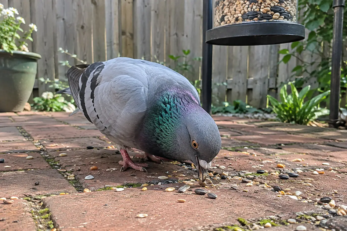 A rock pigeon stands in the middle of a brick patio beneath a hanging feeder, pecking at spilled seed.