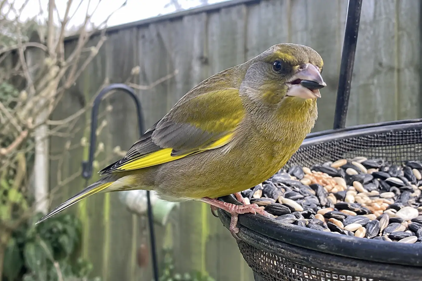 A European greenfinch perches in the middle of a backyard feeder, with its greenish body and yellow wing stripe clear.