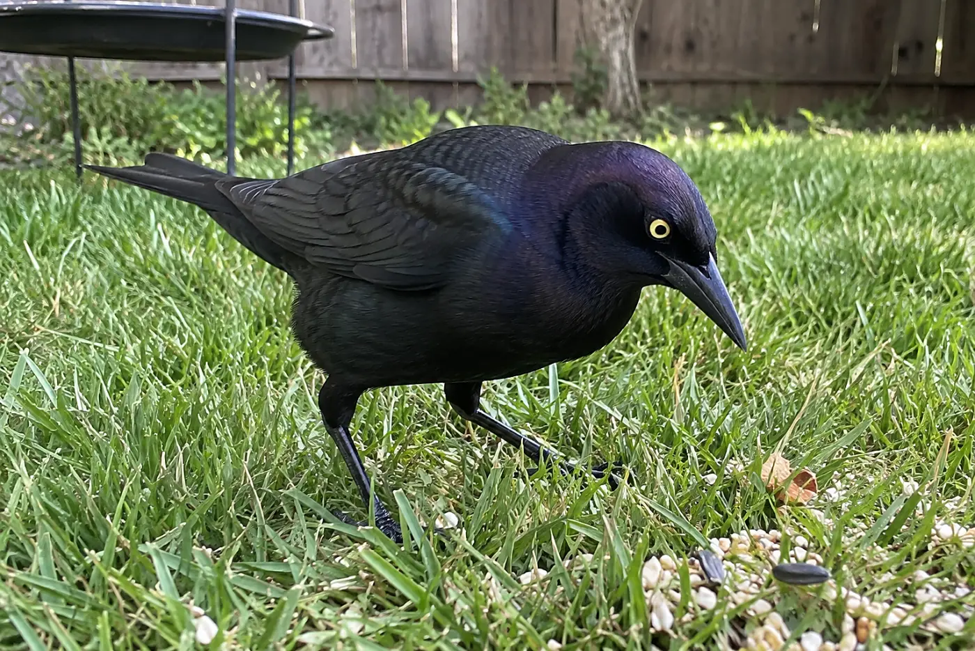 A male Brewer’s blackbird stands in the middle of a lawn beneath a feeder, its yellow eye and scattered seed visible.
