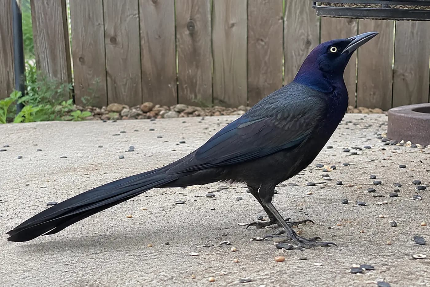 A male great-tailed grackle stands in the middle of a concrete patio beneath a feeder, its long keeled tail shown in profile.