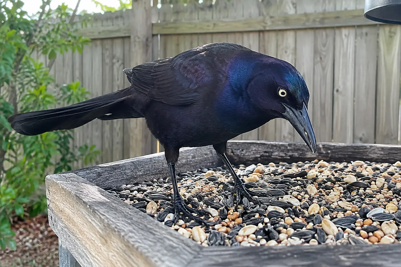 A male boat-tailed grackle occupies the middle of a coastal backyard platform feeder, its folded-fan tail fully visible.
