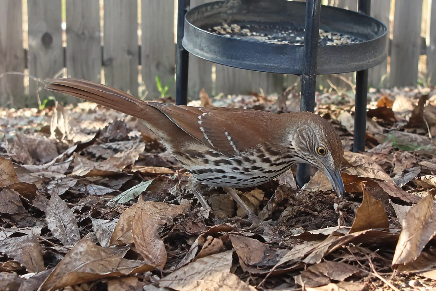 A brown thrasher stands in the middle of fallen leaves beneath a backyard feeder, with its rusty back and long bill clear.