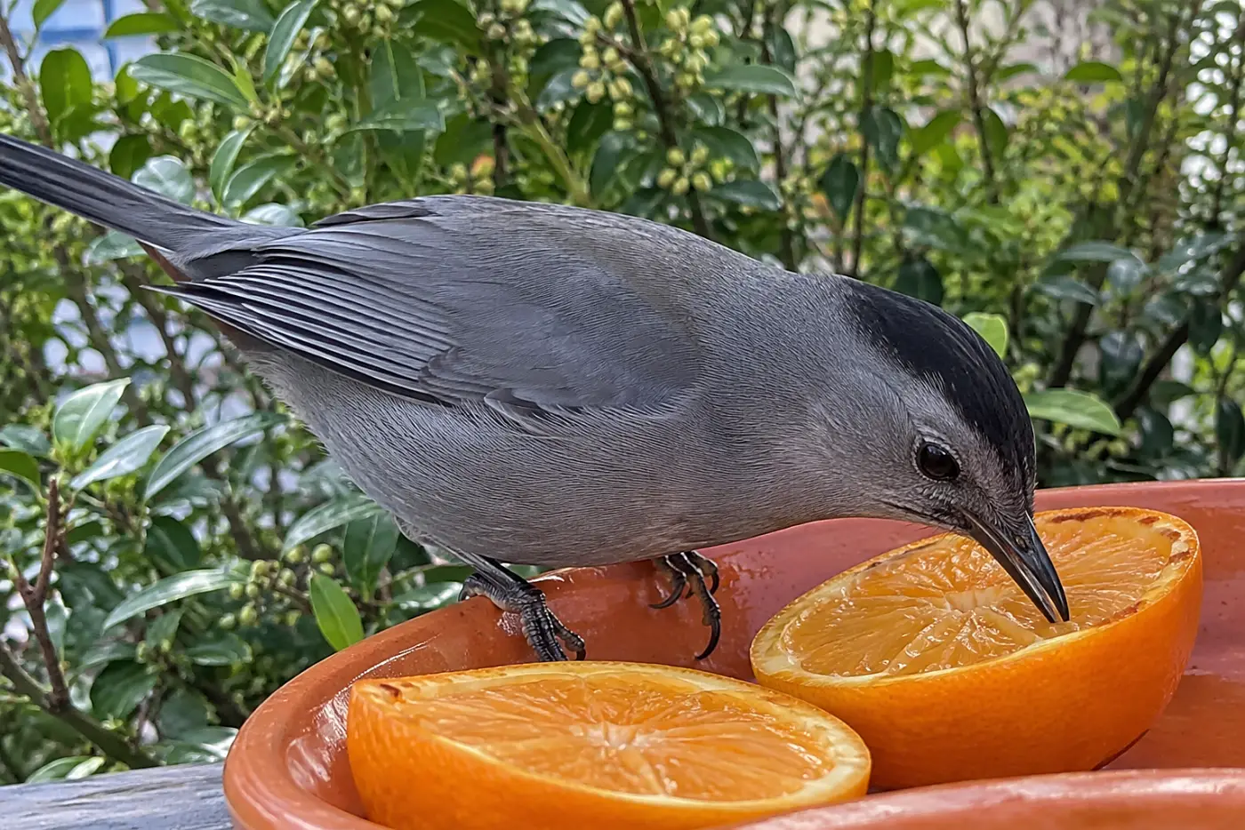 A gray catbird stands in the middle of an orange-filled dish near a shrub, its black cap visible.