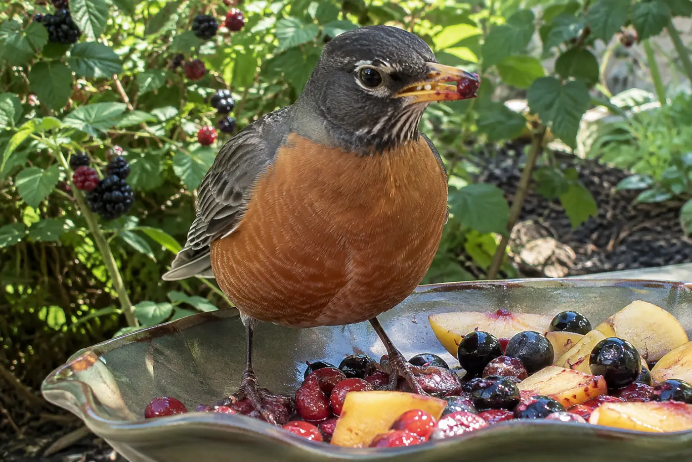 An American robin stands in the middle of a low fruit dish beside a backyard berry shrub, its orange breast facing the camera.