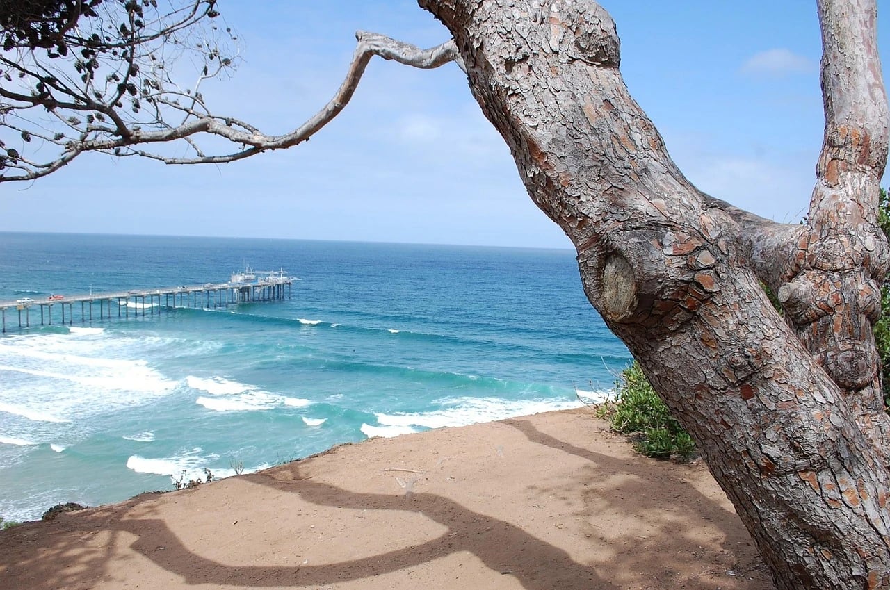 Scripps Pier and turquoise surf seen from a sandy bluff past a gnarled pine tree in San Diego