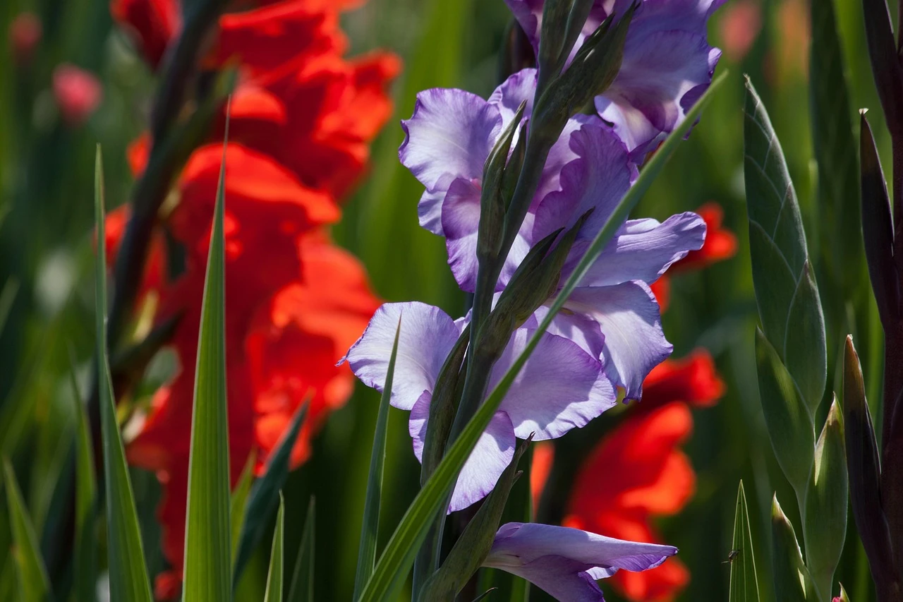 Close-up of purple and red gladiolus flower spikes in bloom among green leaves in a sunny garden