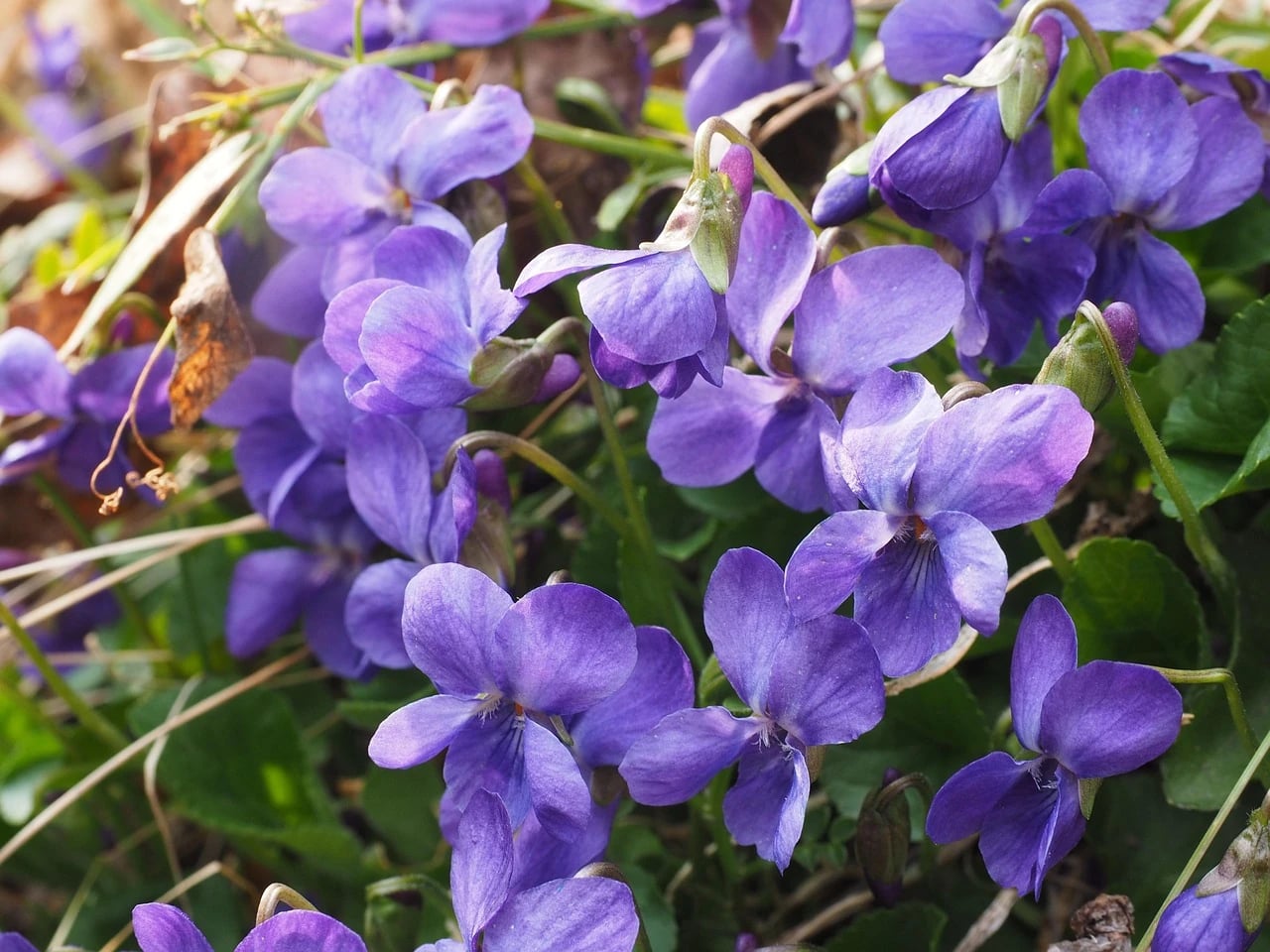 Close-up of purple violets blooming among green leaves and dry grass in natural sunlight