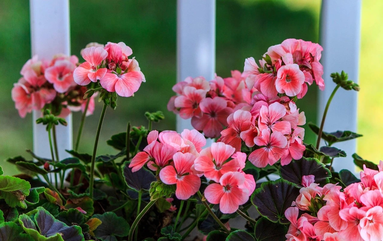 Pink geraniums blooming in a planter beside a white porch railing with green background