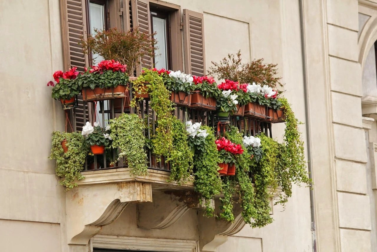 Balcony railing with terracotta flower box planters of red and white cyclamen and trailing ivy