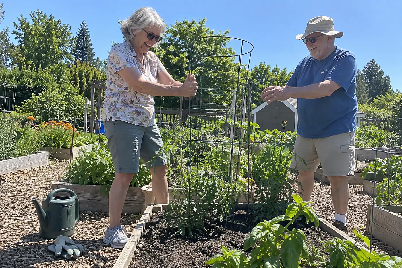 A woman in her seventies presses a metal tomato cage into a raised garden bed.