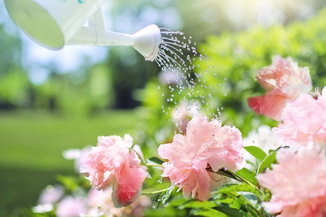 White watering can sprinkling water droplets over pink peony flowers in a sunny garden