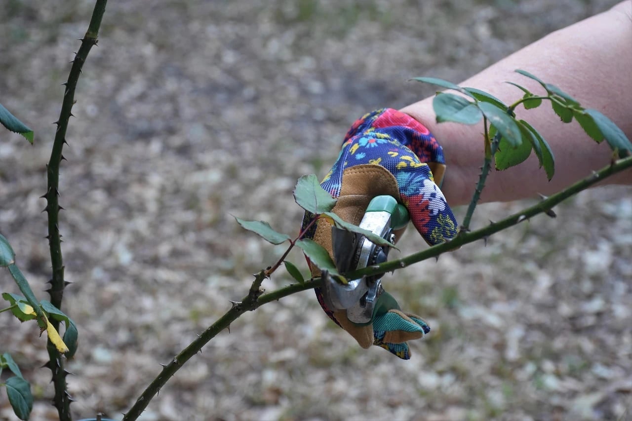 Hand in colorful floral leather gardening glove using pruning shears on a thorny rose branch outdoors