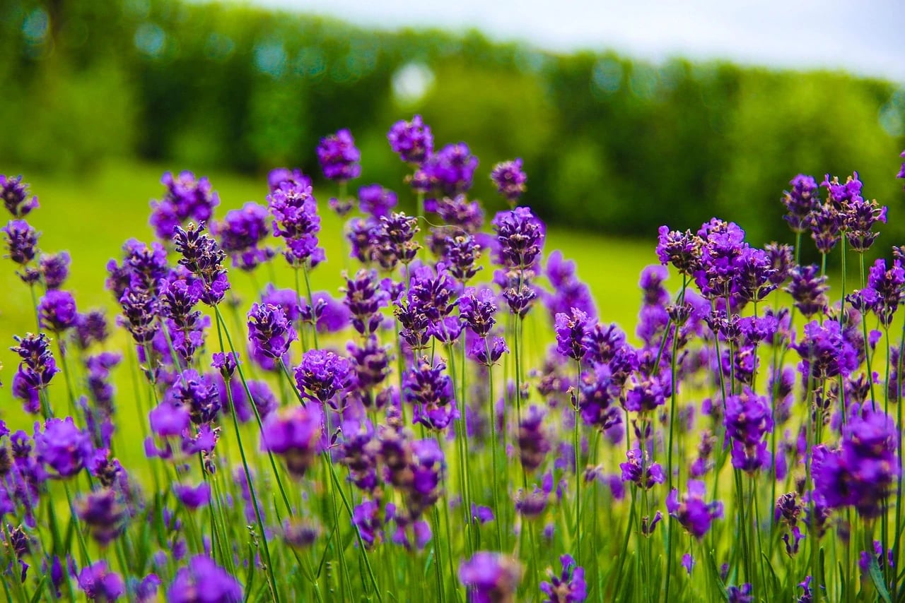 Purple English lavender flower spikes on green stems in a sunny field with a blurred green hedge behind