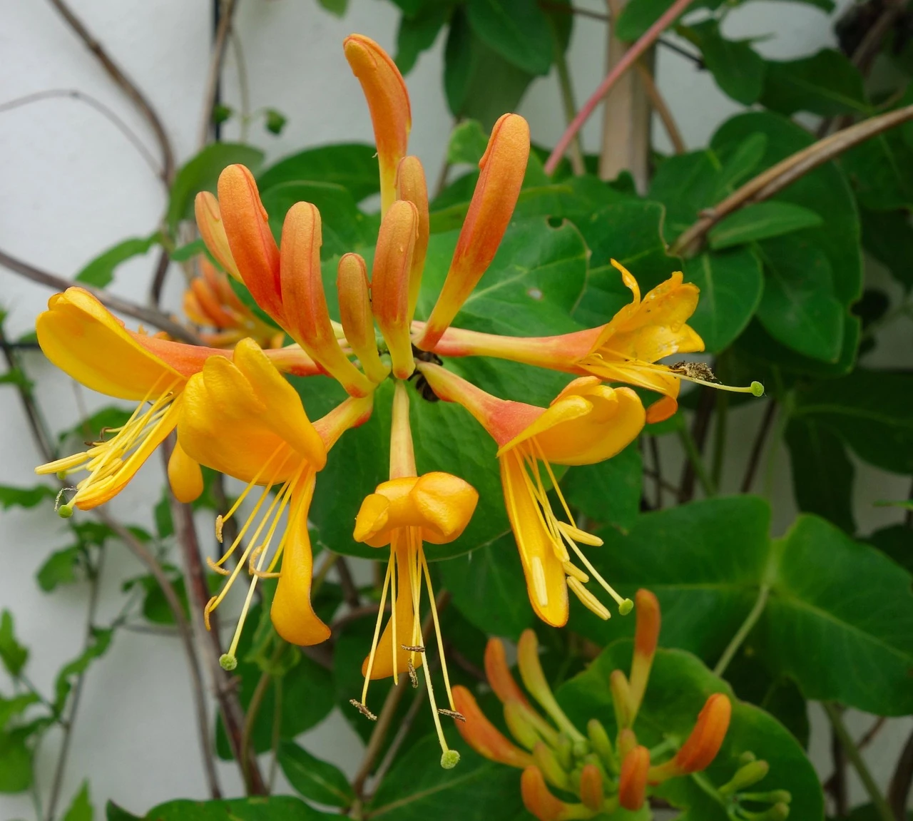 Cluster of orange and yellow honeysuckle flowers with green leaves climbing stems against a white wall