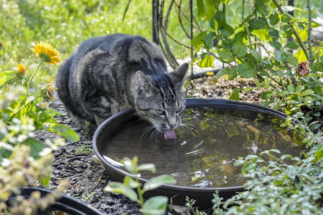 Gray tabby cat lapping water from a dark round basin in a sunny garden