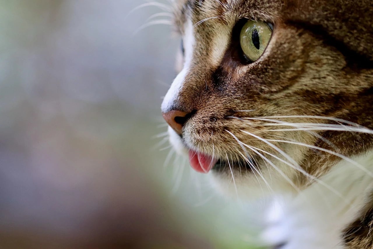 Close-up profile of a tabby and white cat with green eyes looking away, tongue slightly out