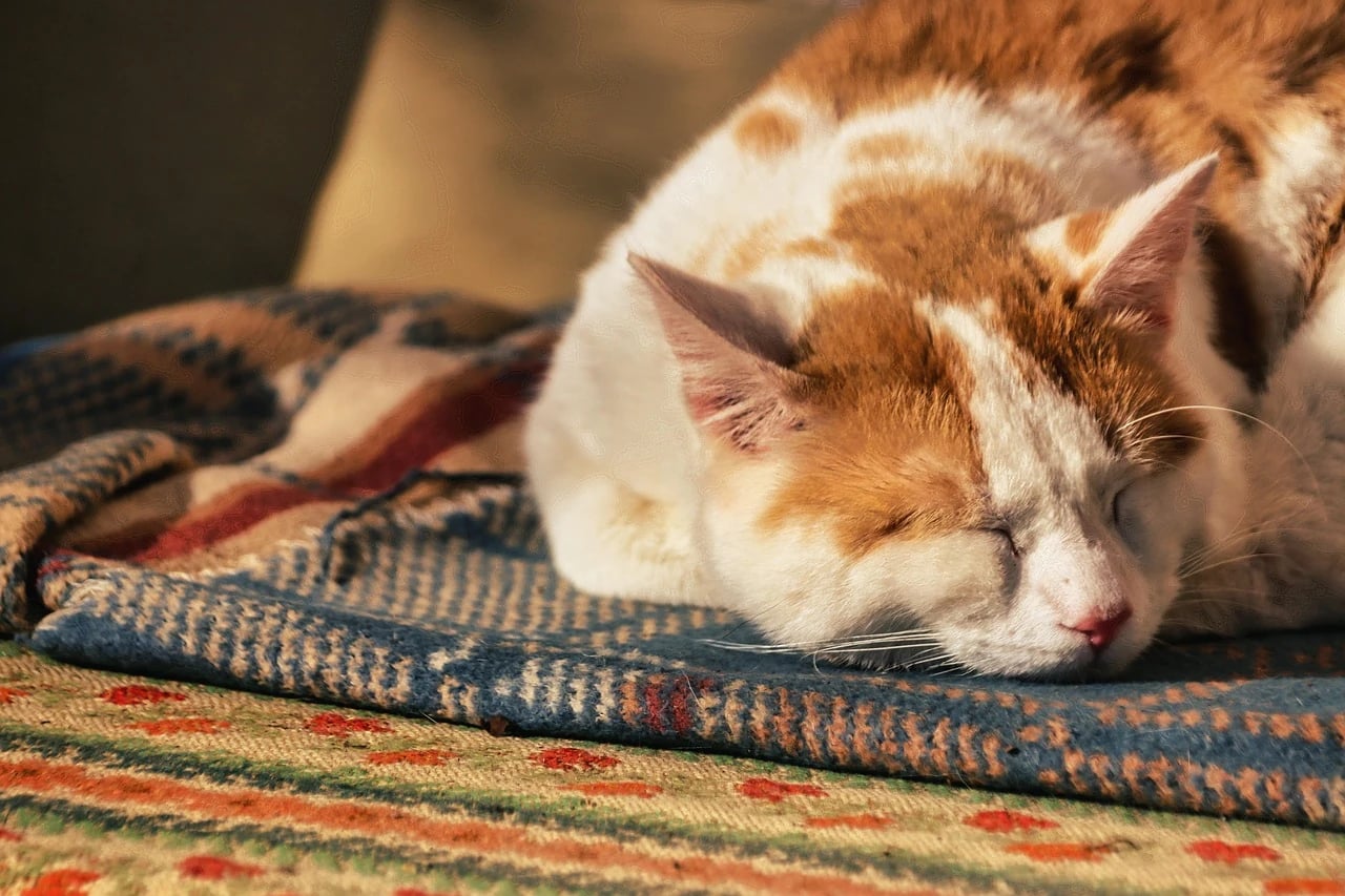 Orange and white cat sleeping peacefully on a woven blanket in warm golden sunlight