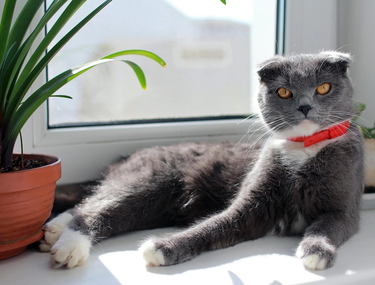 Gray Scottish Fold cat with a red collar lying on a sunny windowsill beside a potted plant