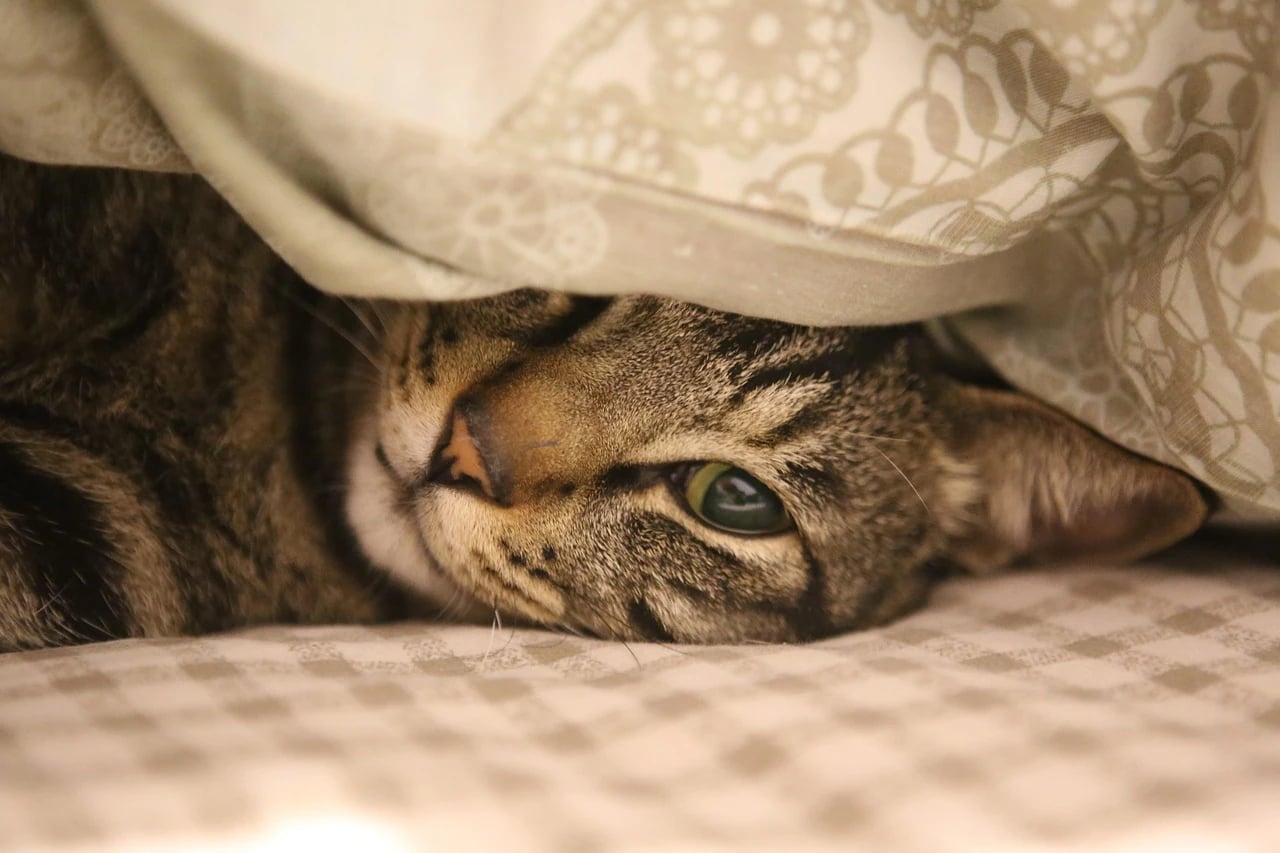 Tabby cat resting its head on a bed, peeking out from under a cream patterned blanket