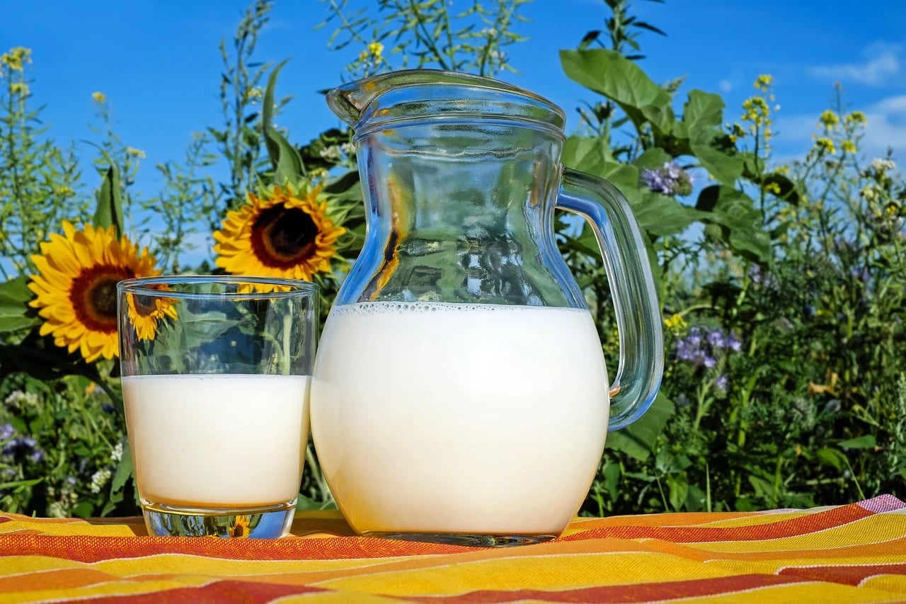 Glass of milk and glass pitcher of milk on a striped cloth among sunflowers outdoors