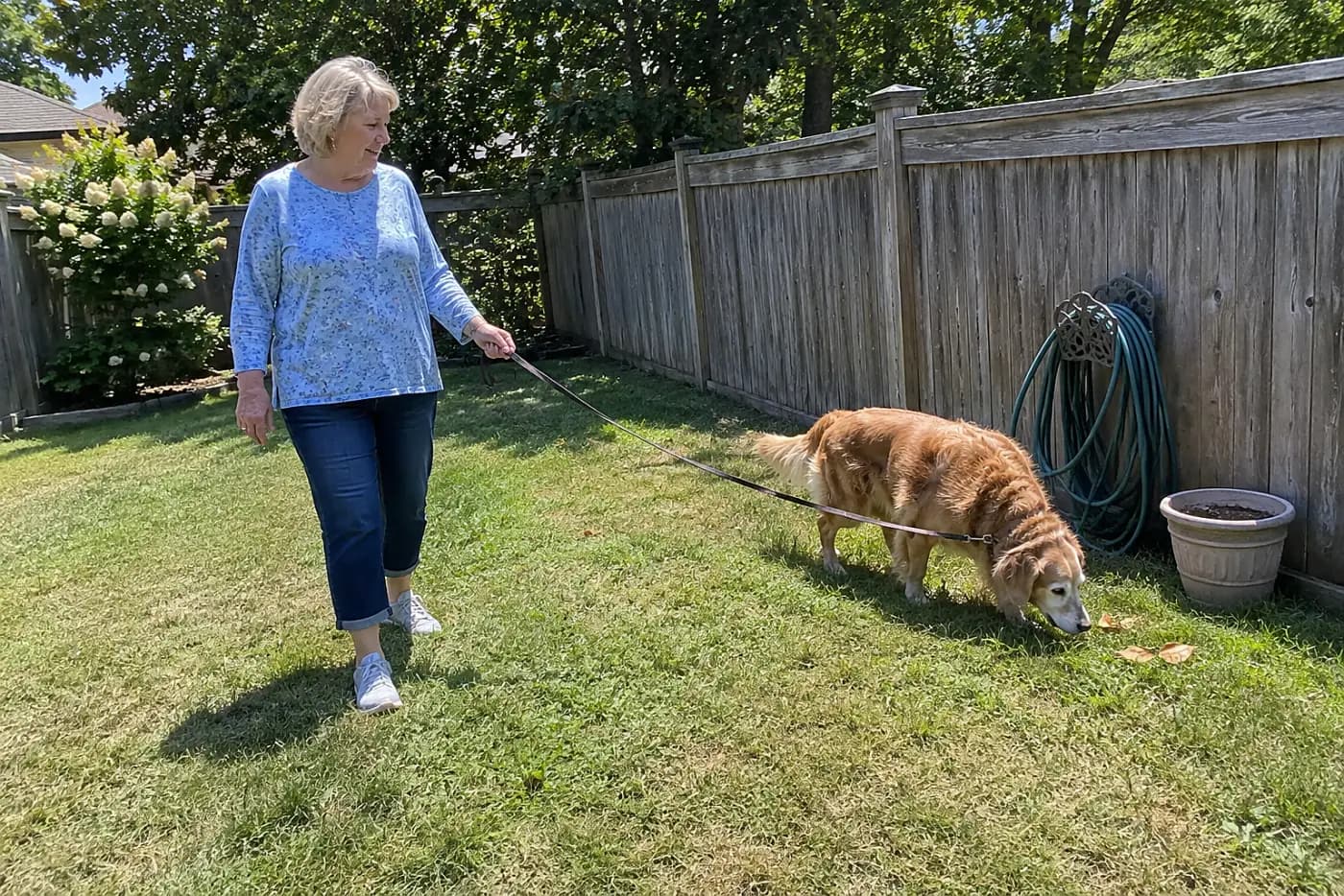 An older woman holds a leash while her old dog sniffs grass beside a backyard fence.