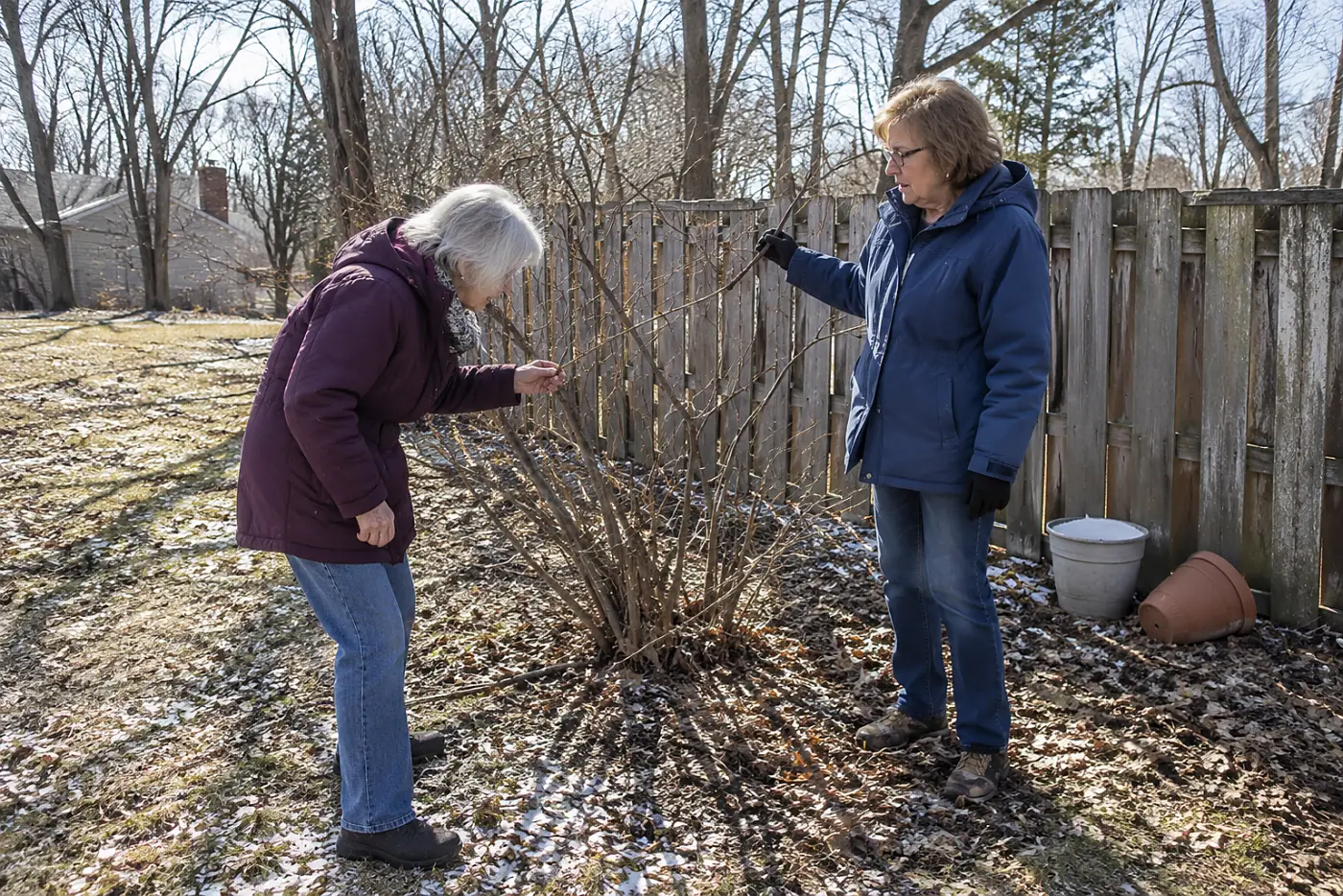Woman checking bare lilac branches near a backyard fence in winter.