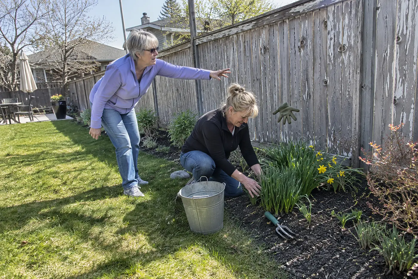 A woman in her fifties unties green daffodil leaves in a flower bed along a fence.