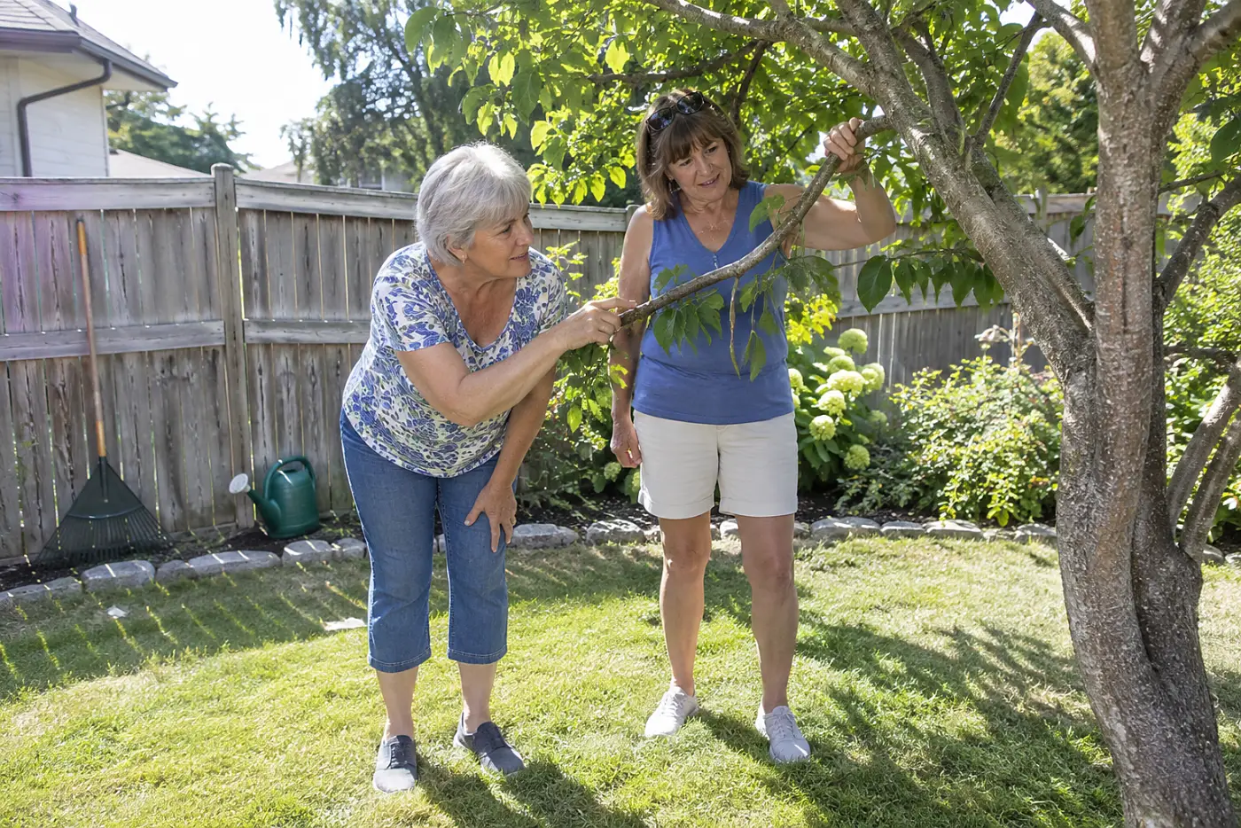 Woman examining a sunken patch on a branch in her backyard.