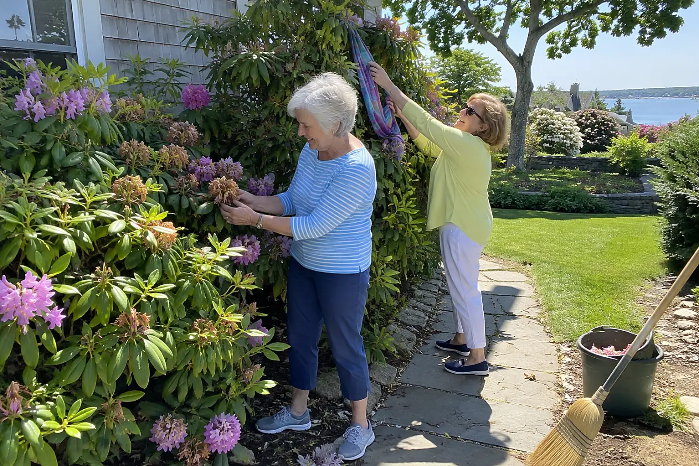 Woman removing a spent rhododendron flower cluster beside her walkway.