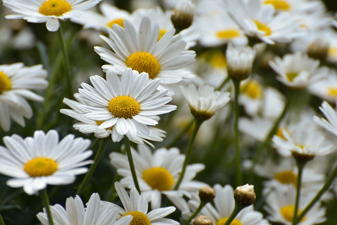 Cluster of white daisies with yellow centers and a few unopened buds among green stems