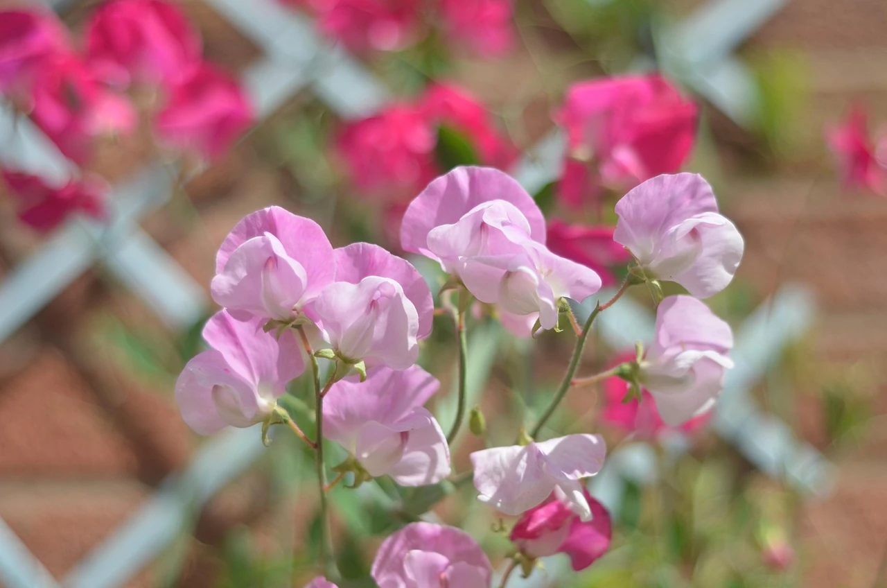 Pale pink sweet pea blossoms in focus in front of a white lattice trellis with deeper pink blooms