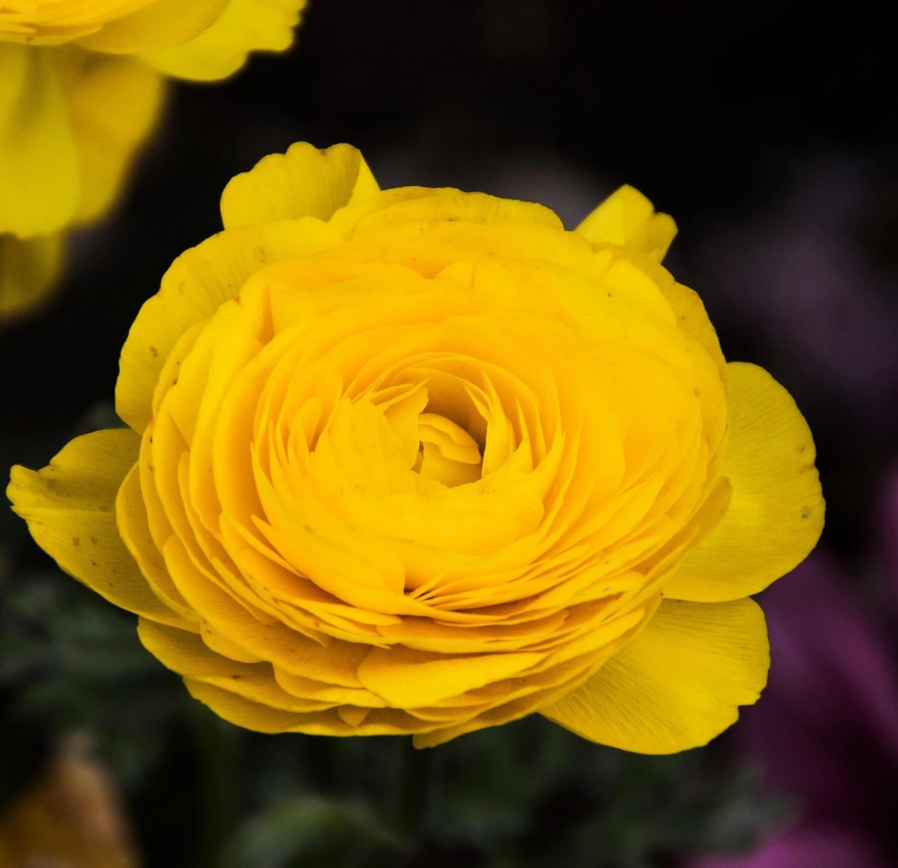 Close-up of a layered yellow ranunculus flower against a dark blurred background with another bloom at the corner