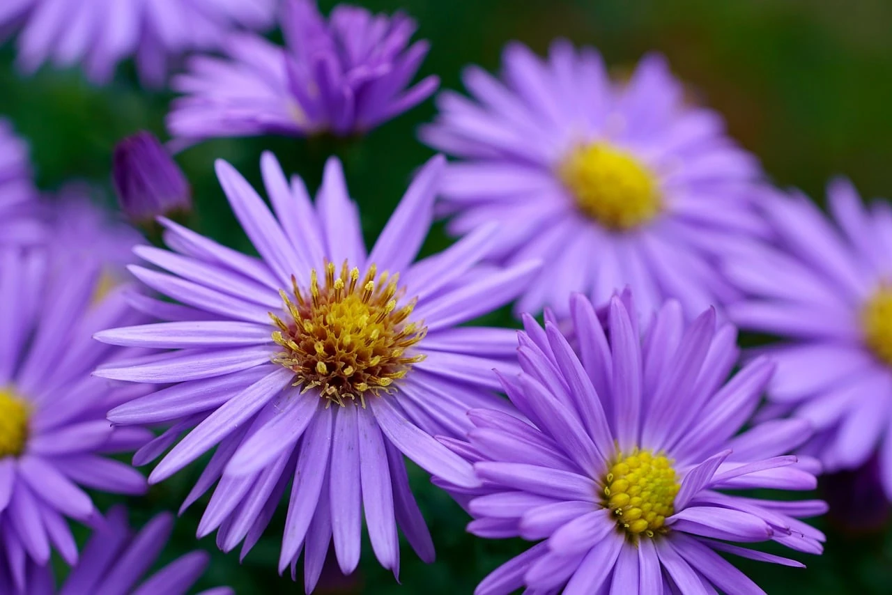 Close-up of several purple aster flowers with daisy-like petals and yellow centers against green foliage